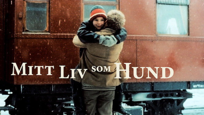 Mitt Liv Som Hund (1985) - Netflix | Flixable